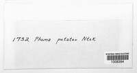 Phoma putator image